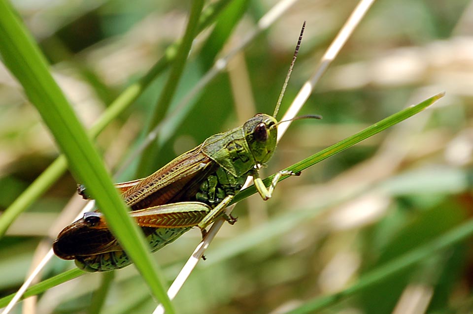 Stauroderus scalaris